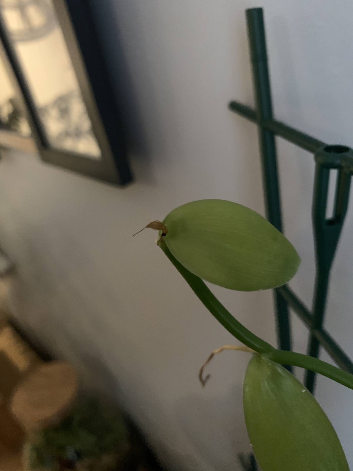 Orchidée vanille - nouvelle feuille marron