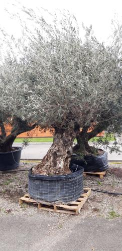 olivier centenaire dont les feuilles sèchent après plantation