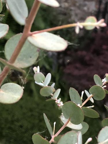 eucalyptus parasites