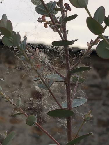 eucalyptus toile araignée