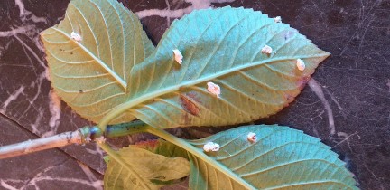 larves blanches sur hortensia