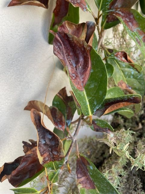 laurier portugal feuilles marron