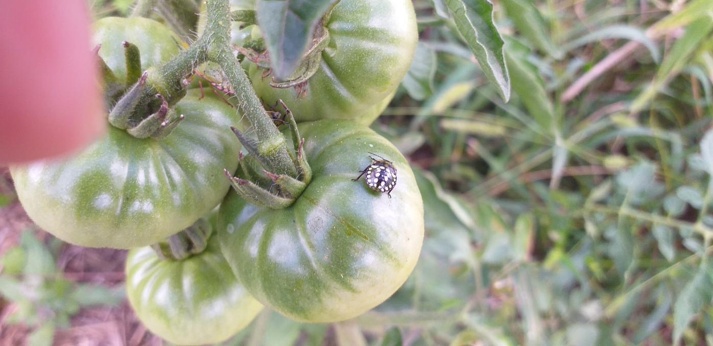 TOMATE ET INSECTE