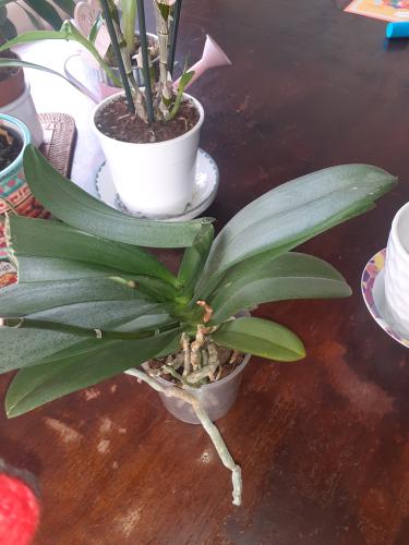 tige orchidee phalaenopsis cassee