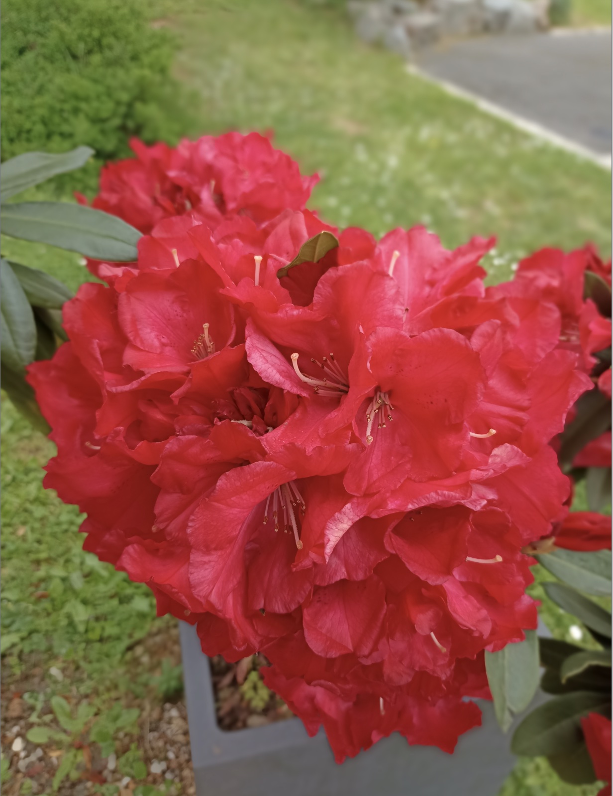 rhododendron en fleur