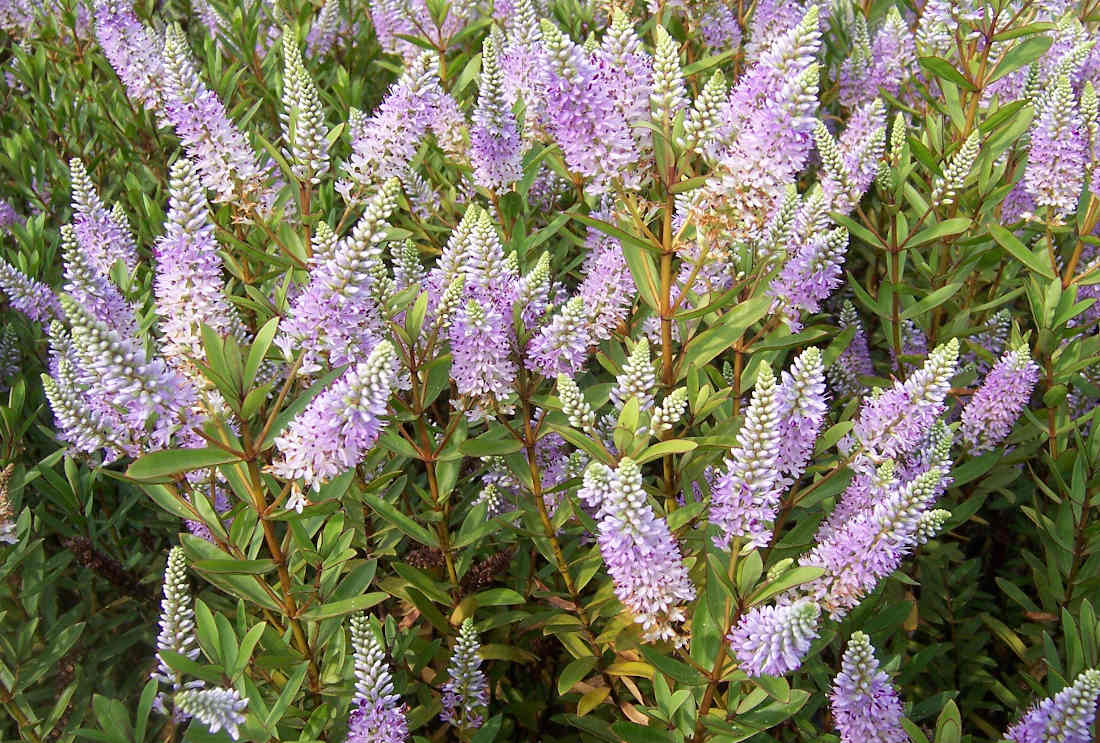 plante a fleur violette