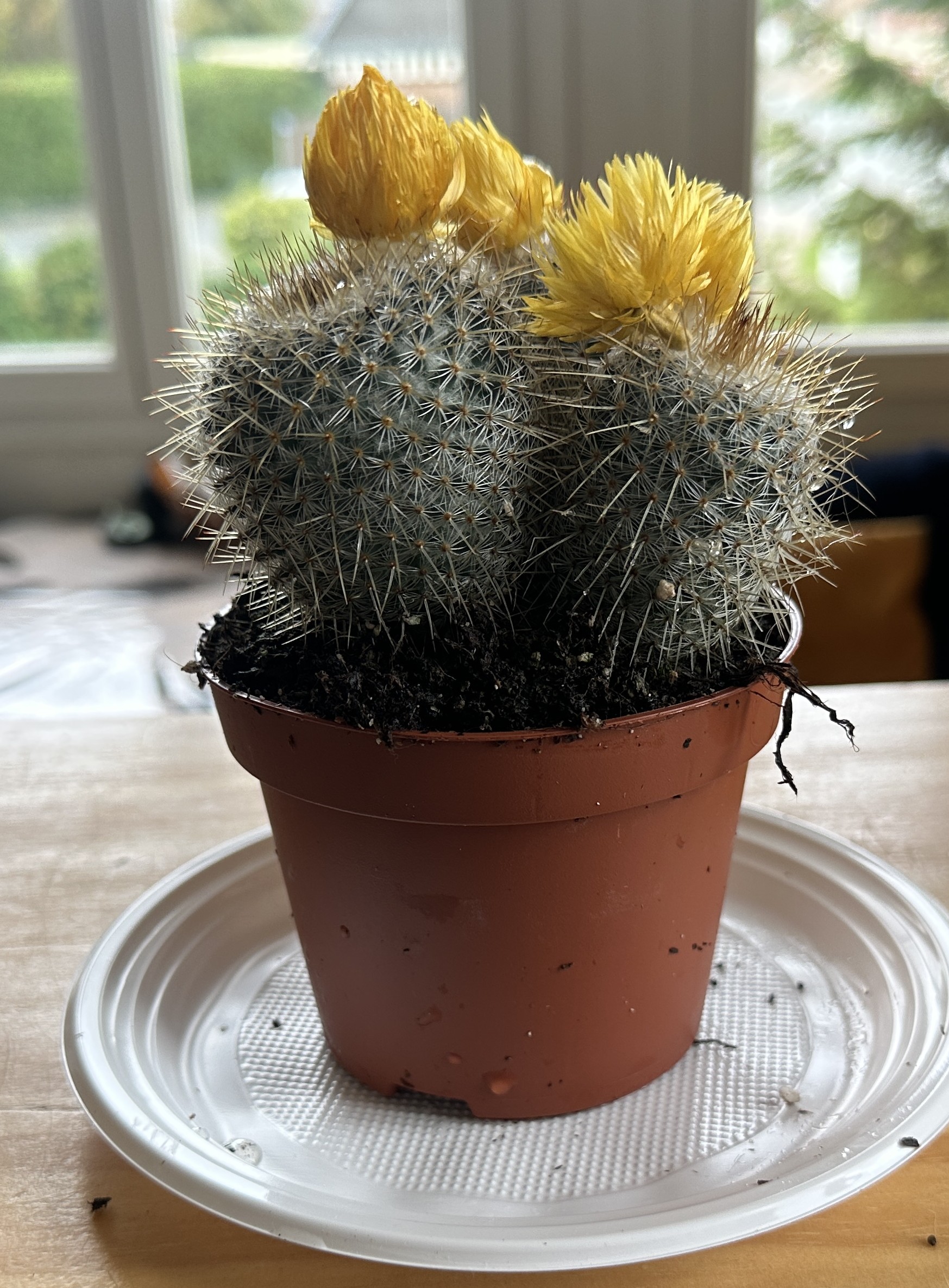 Cactus jaune 19.9.2023