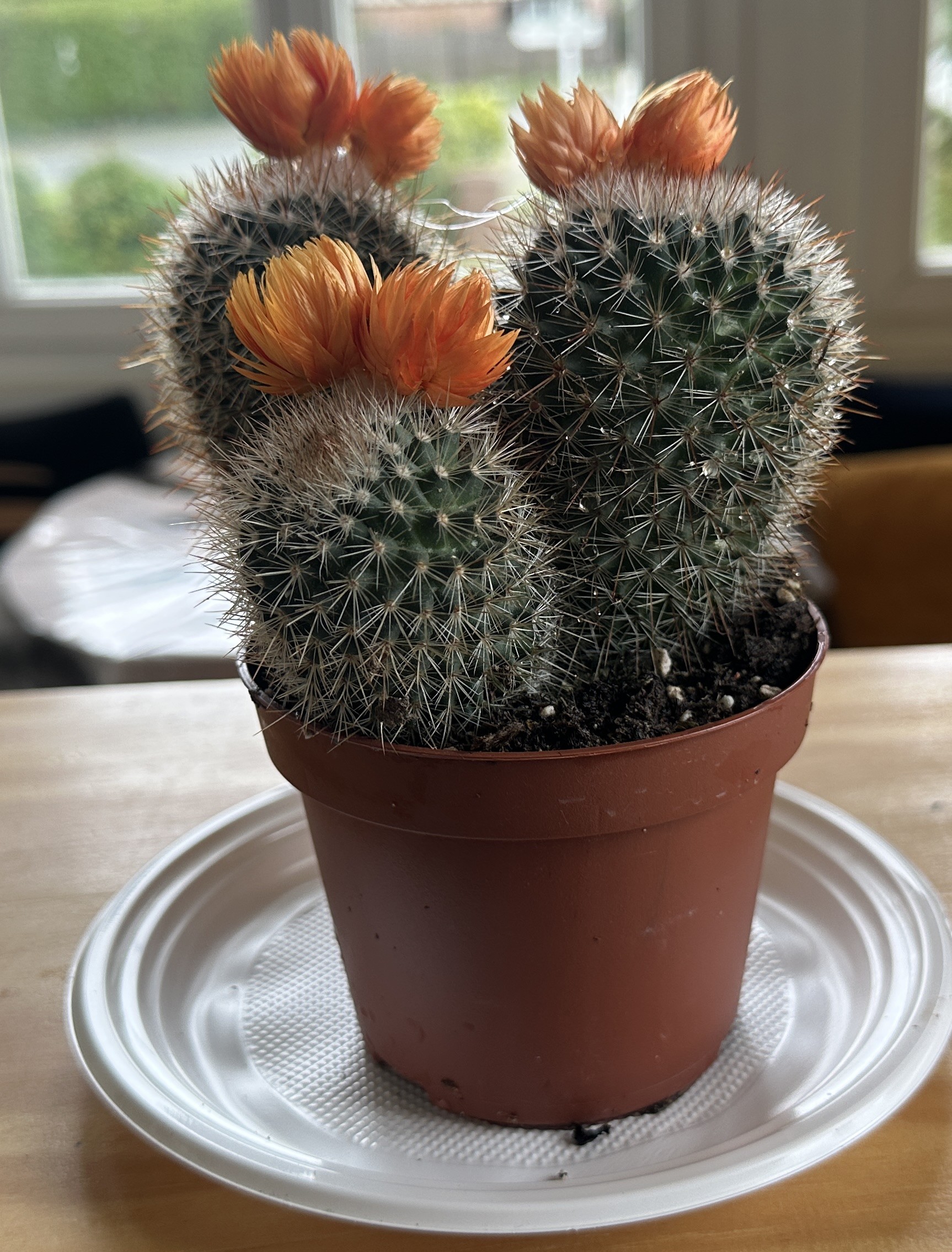 Cactus orange en attente d'un nouveau logemt 19.9.23