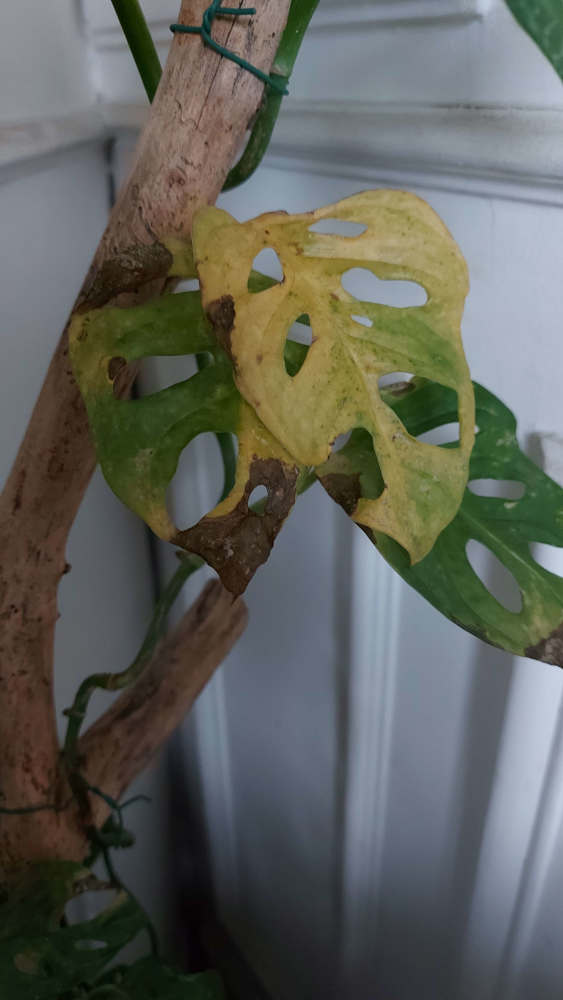 monstera feuilles qui deviennent jaune et tombent