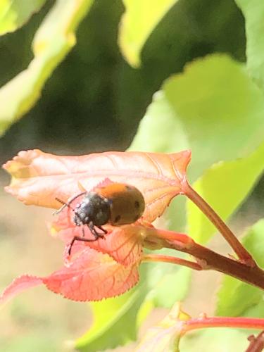 abricotier coccinelle coleoptere