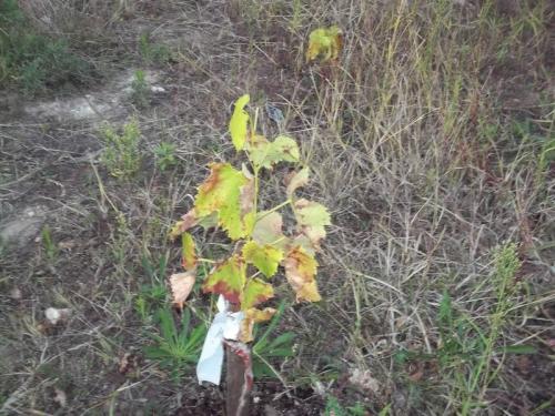 tache rouge feuillle vigne